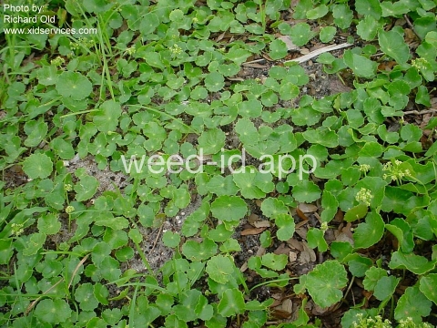 pennywort, whorled